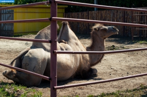 Современный Тамбов. Верблюд в тамбовском зоопарке