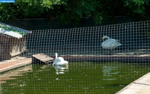 Лебеди в тамбовском зоопарке