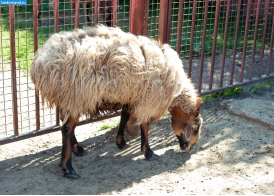 Овца в тамбовском зоопарке
