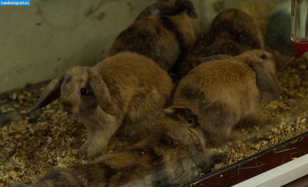 Современный Тамбов. Кролики в тамбовском зоопарке