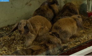 Современный Тамбов. Кролики в тамбовском зоопарке
