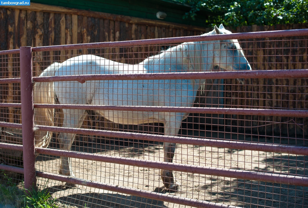 Современный Тамбов. Лошадь в тамбовском зоопарке