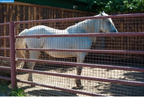 Лошадь в тамбовском зоопарке