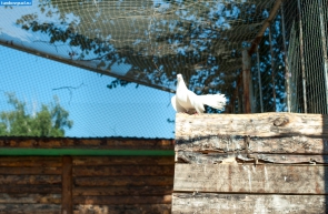 Современный Тамбов. Голубь в тамбовском зоопарке