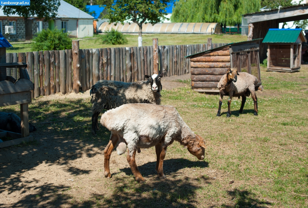 Современный Тамбов. Овцы в тамбовском зоопарке