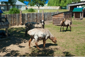 Овцы в тамбовском зоопарке