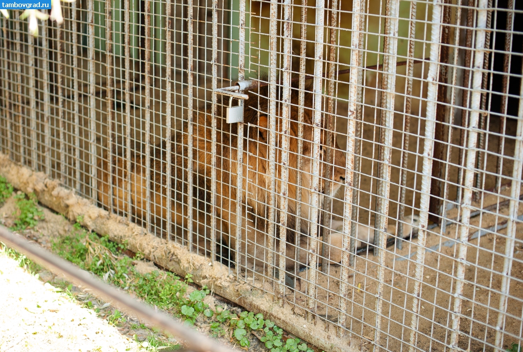 Современный Тамбов. Лев в тамбовском зоопарке