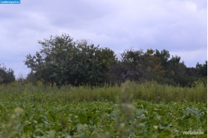 Яблони на месте исчезнувшей деревни Анетово
