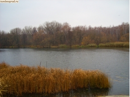 Цна в Пригородном лесу